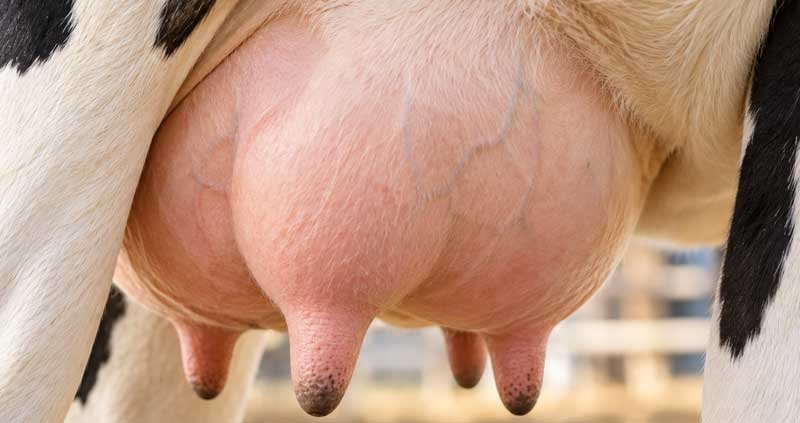 Mastitis (Udder Infection)